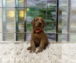 Small #3 Goldendoodle