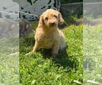 Small Poodle (Miniature)