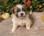 Puppy Rogue Shih Tzu