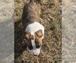 Small #9 American Bully-Border Collie Mix