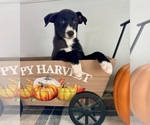Small #3 Border Collie