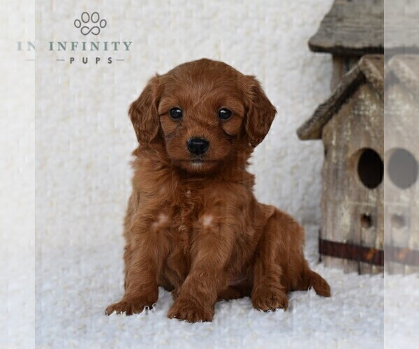Medium Photo #3 Cavapoo Puppy For Sale in DORNSIFE, PA, USA