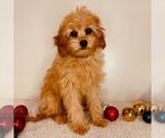 Small Cavapoo (Miniature)
