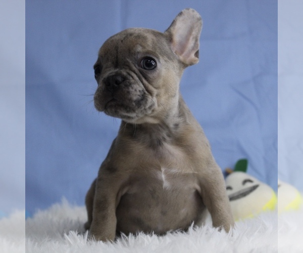 Medium Photo #3 French Bulldog Puppy For Sale in CHESAPEAKE, VA, USA