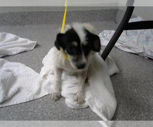 Chihuahua-Unknown Mix Dogs for adoption in Pasadena, TX, USA