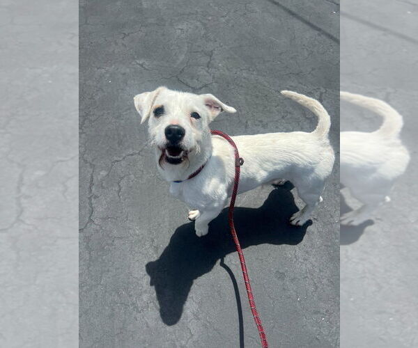 Medium Photo #2 Mutt Puppy For Sale in San Diego, CA, USA
