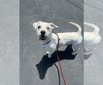 Small #1 Mutt