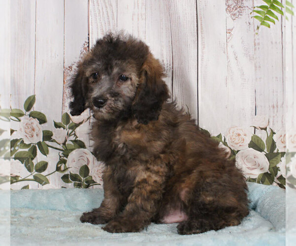 Medium Photo #1 Poodle (Miniature) Puppy For Sale in PENNS CREEK, PA, USA