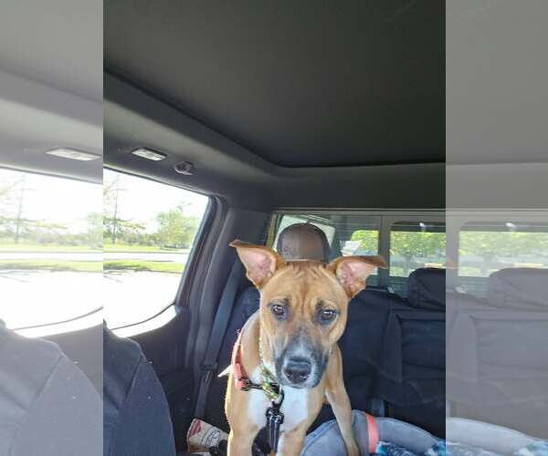 Medium Photo #7 Boxador Puppy For Sale in Crystal, MN, USA