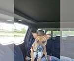 Small Photo #7 Boxador Puppy For Sale in Crystal, MN, USA