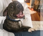 Small #35 American Pit Bull Terrier-Mountain Cur Mix