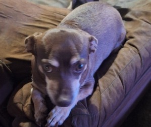 Mother of the Rat-Cha puppies born on 03/01/2025