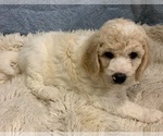 Small Photo #3 Goldendoodle Puppy For Sale in LITTLE ROCK, AR, USA