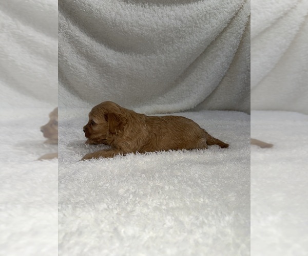 Medium Photo #41 Cavapoo mix (+ Poodle Miniature) Puppy For Sale in MUNFORDVILLE, KY, USA