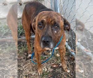 Plott Hound-Unknown Mix Dogs for adoption in Tulsa, OK, USA