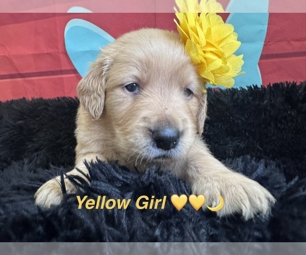Medium Photo #34 Golden Retriever Puppy For Sale in ORLANDO, FL, USA