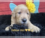 Small #1 Golden Retriever
