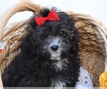 Small Photo #2 Cavapoo Puppy For Sale in JONES, MI, USA