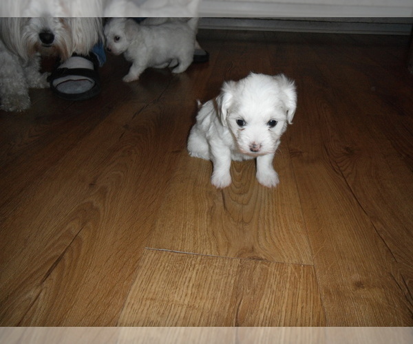Medium Photo #10 Coton de Tulear Puppy For Sale in COLUMBIA, MO, USA