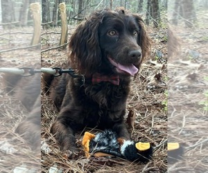 Mother of the Boykin Spaniel-Poodle (Miniature) Mix puppies born on 06/06/2025