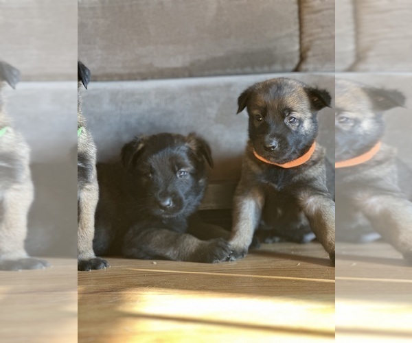 Medium Photo #6 Belgian Malinois Puppy For Sale in CARROLLTON, GA, USA