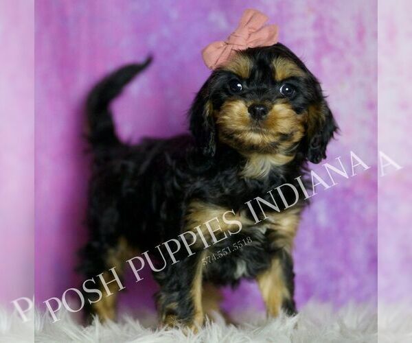 Medium Photo #17 Cavapoo (Miniature) Puppy For Sale in WARSAW, IN, USA