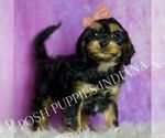 Small Photo #17 Cavapoo (Miniature) Puppy For Sale in WARSAW, IN, USA