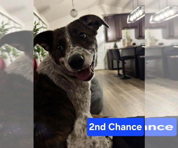 Medium Photo #3 Mutt Puppy For Sale in Foristell, MO, USA