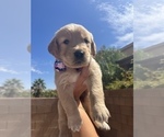 Small Photo #11 Golden Retriever Puppy For Sale in LAS VEGAS, NV, USA