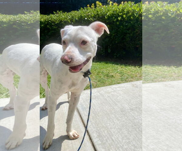 Medium Photo #2 American Bulldog-Unknown Mix Puppy For Sale in Newport Beach, CA, USA