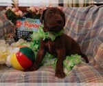 Small Photo #168 Great Dane Puppy For Sale in SPRAGGS, PA, USA