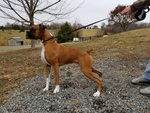 Medium Photo #1 Boxer Puppy For Sale in OAKLAND, MD, USA
