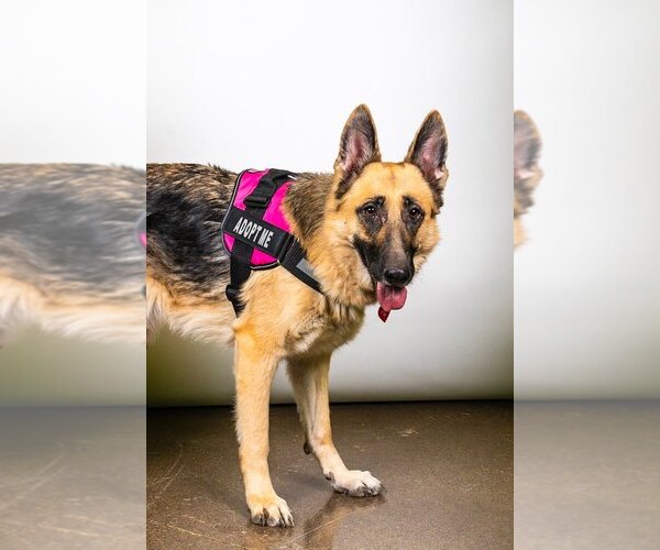 Medium Photo #8 German Shepherd Dog Puppy For Sale in St. Louis Park, MN, USA