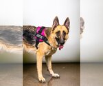 Small #7 German Shepherd Dog