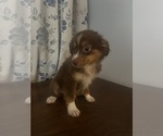 Small #15 Miniature Australian Shepherd