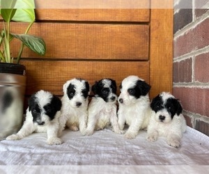 Sheepadoodle Puppy for sale in ALEXANDRIA, IN, USA