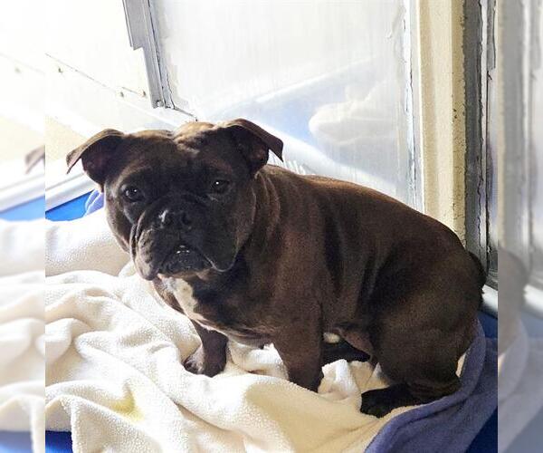Medium Photo #1 French Bulldog Puppy For Sale in Camarillo, CA, USA