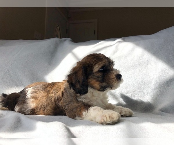 Medium Photo #1 Cavachon Puppy For Sale in LAUREL, MD, USA