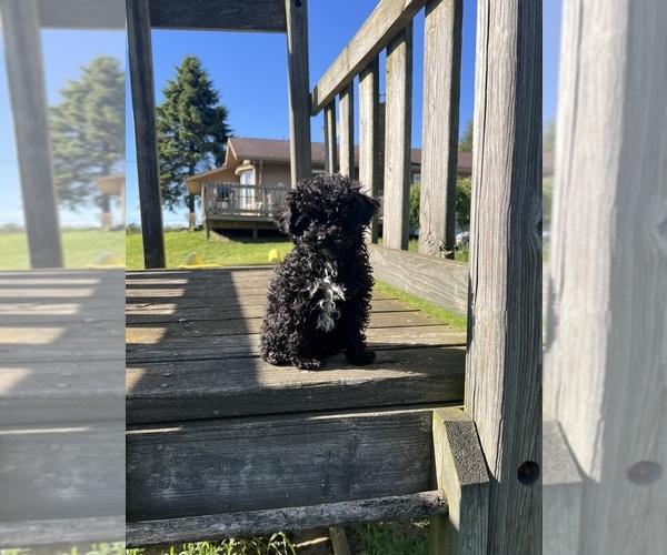 Medium Photo #2 Poodle (Toy) Puppy For Sale in NILES, MI, USA