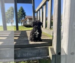 Small #1 Poodle (Toy)
