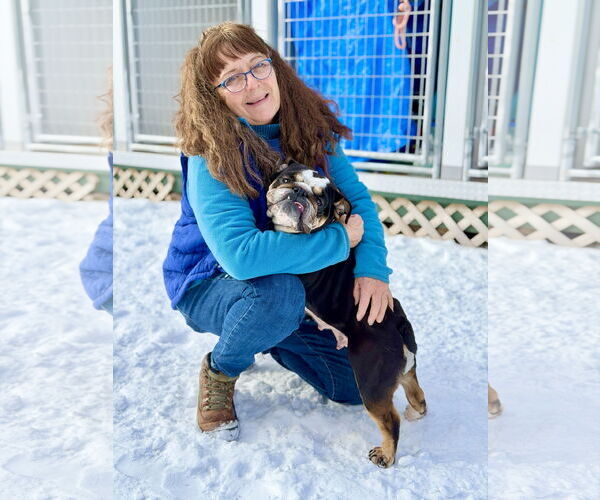 Medium Photo #4 Bulldog-Unknown Mix Puppy For Sale in West Cornwall, CT, USA