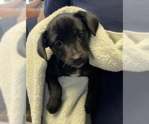 Labrador Retriever-Unknown Mix Dogs for adoption in Visalia, CA, USA