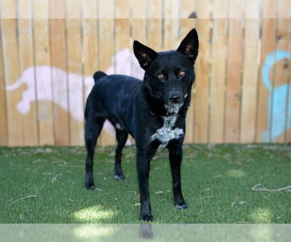 Medium Photo #2 Mutt Puppy For Sale in West Valley, UT, USA
