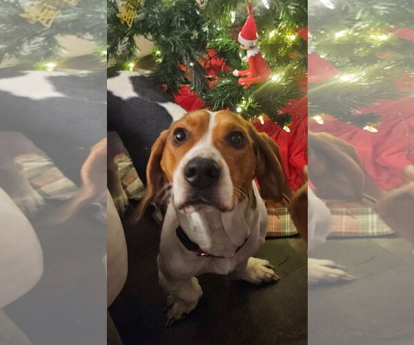 Medium Photo #3 Bagle Hound Puppy For Sale in Brookville, OH, USA