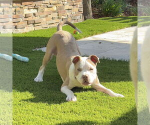 Bulldog-Unknown Mix Dogs for adoption in San Jose, CA, USA