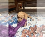 Small Photo #24 Aussiedoodle Puppy For Sale in SWANNANOA, NC, USA