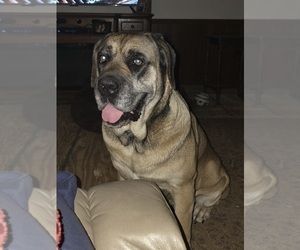 Mother of the Cane Corso puppies born on 08/29/2025