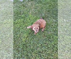 Cavapoo (Standard) Puppy for sale in CAYUGA, NY, USA