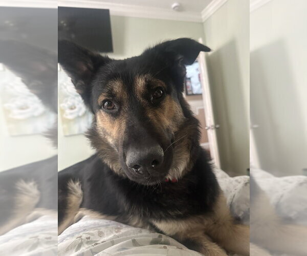 Medium Photo #6 German Shepherd Dog-Unknown Mix Puppy For Sale in Dana Point, CA, USA