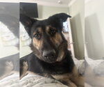 Small #5 German Shepherd Dog Mix